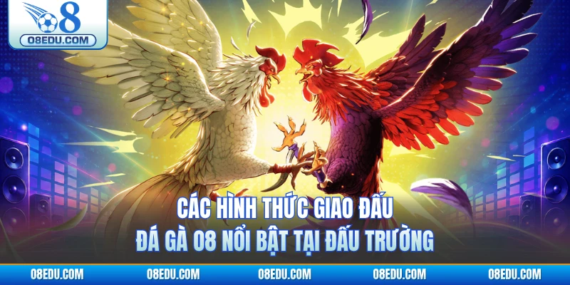 Các hình thức giao đấu đá gà O8 nổi bật tại đấu trường
