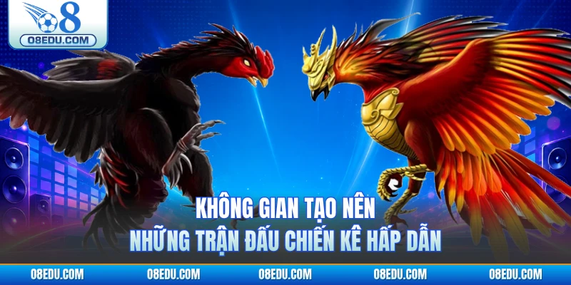 Không gian tạo nên những trận đấu chiến kê hấp dẫn